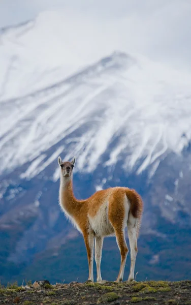 Wild llama - guanaco, — Stock Photo, Image