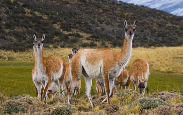 Wild lamas - guanaco, Stock Image