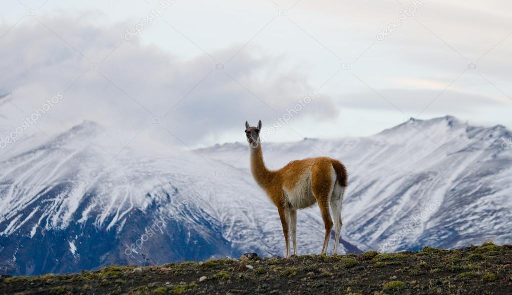 Wild llama - guanaco,