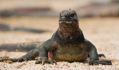 Deniz Iguana (Amblyrhynchus cristatus)