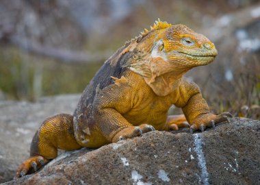 bir arazi iguana portresi