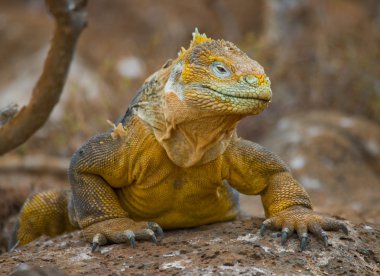 bir arazi iguana portresi
