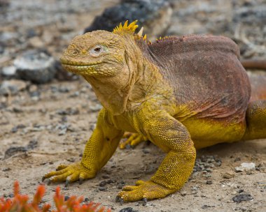 Arazi Iguana Galapagos Adaları