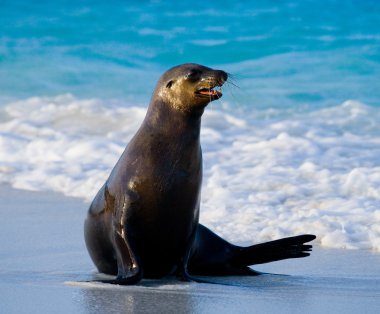 Deniz aslanı kum plaj