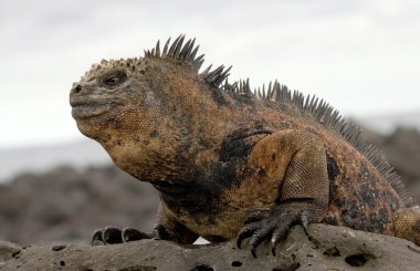 Deniz Iguana (Amblyrhynchus cristatus)