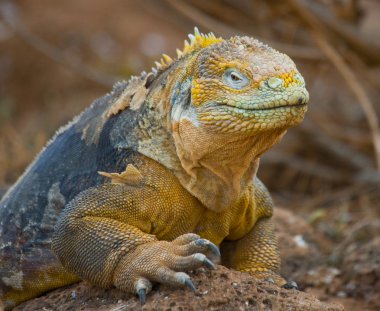 bir arazi iguana portresi
