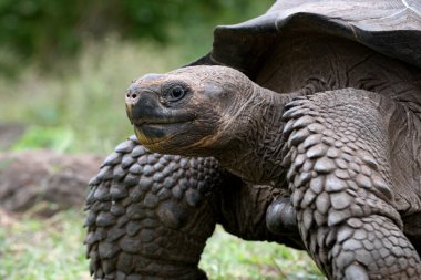 Galapagos dev kaplumbağası.,