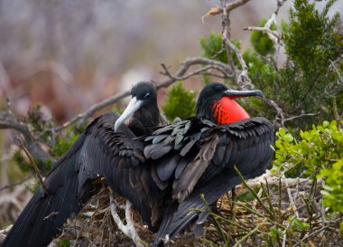 Fırkateyn kuş yuva üzerinde
