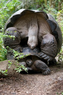 Galapagos dev kaplumbağa,