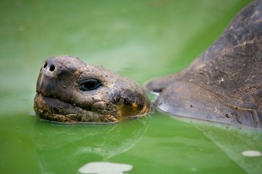Galapagos dev kaplumbağası.,
