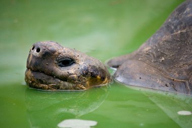 Galapagos giant tortoise, clipart