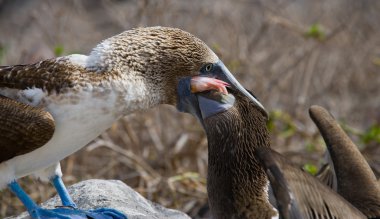 Kırmızı ayaklı Booby (Sula sula)