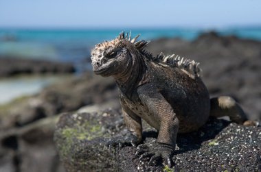Deniz Iguana (Amblyrhynchus cristatus)