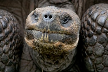 Galapagos dev kaplumbağası.,