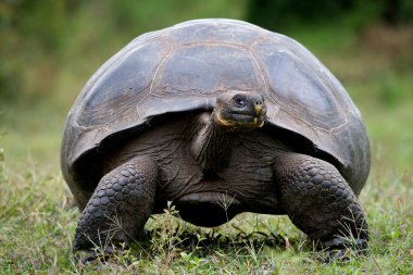 Galapagos dev kaplumbağası.,