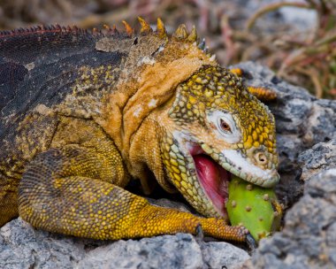 Arazi Iguana Galapagos Adaları
