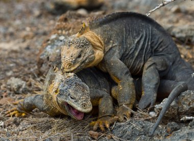 Arazi Iguana Galapagos Adaları