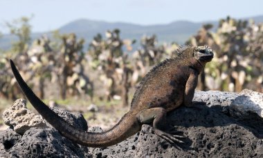 Deniz Iguana (Amblyrhynchus cristatus)