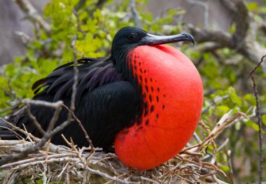Frigate bird on a nest clipart