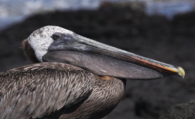Kahverengi Pelikan Galapagos Adaları