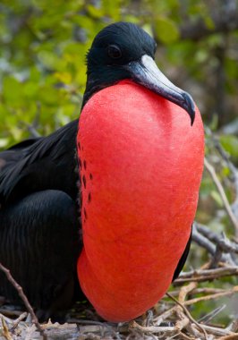 Fırkateyn kuş yuva üzerinde