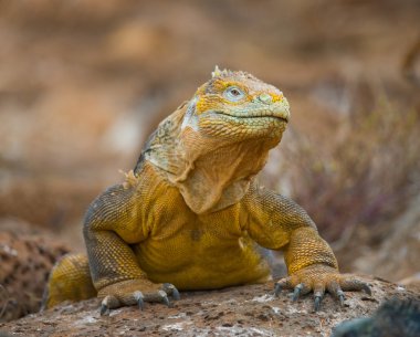 bir arazi iguana portresi