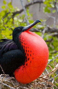 Fırkateyn kuş yuva üzerinde