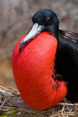 Fırkateyn kuş yuva üzerinde