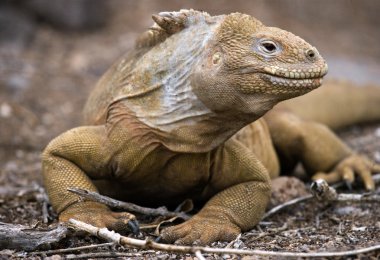 Deniz Iguana (Amblyrhynchus cristatus)