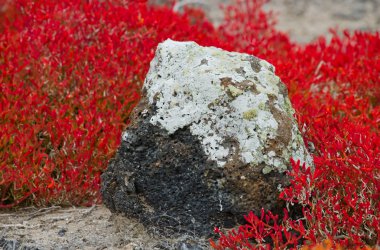 Sezuvium kırmızı adada.