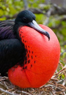 Fırkateyn kuş yuva üzerinde