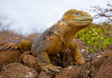 bir arazi iguana portresi