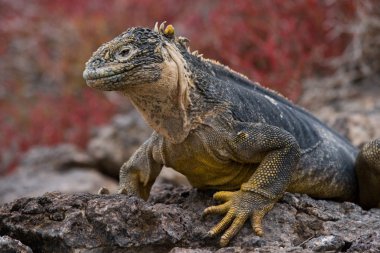Deniz Iguana (Amblyrhynchus cristatus)