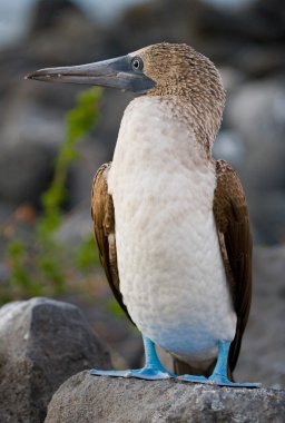 Kırmızı ayaklı Booby (Sula sula)