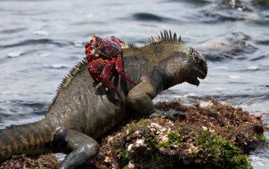 Deniz Iguana (Amblyrhynchus cristatus)