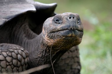 Galapagos dev kaplumbağası.,
