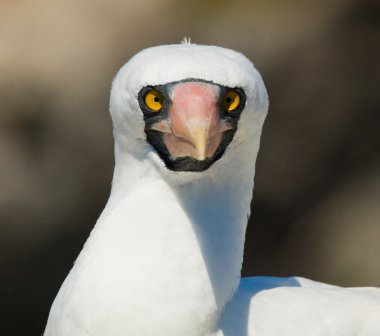 Bu Nasca Boobies kuş