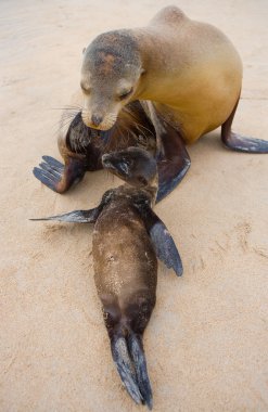 Sea lions on sand beach