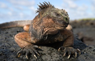 Deniz Iguana (Amblyrhynchus cristatus)