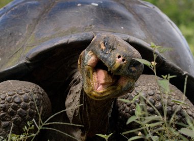 Galapagos dev kaplumbağası.,