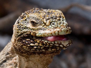 Arazi Iguana Galapagos Adaları