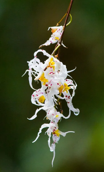 Bunch of orchid flowers — Stock Photo, Image