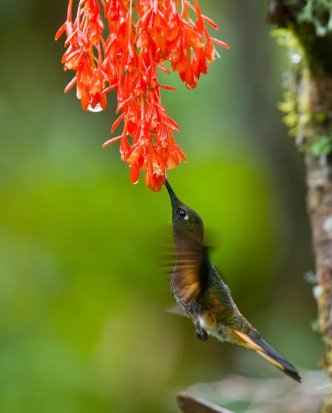 Colibri collier Inca — Photo