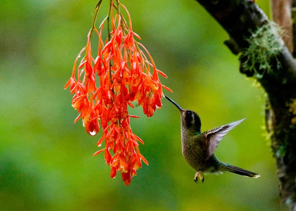 Beija-flor colarinho inca — Fotografia de Stock
