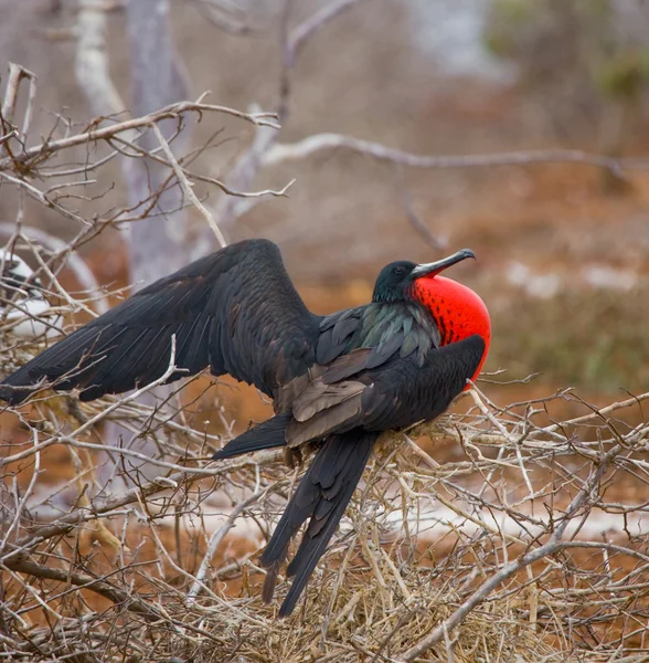 Frigate bird på ett bo — Stockfoto