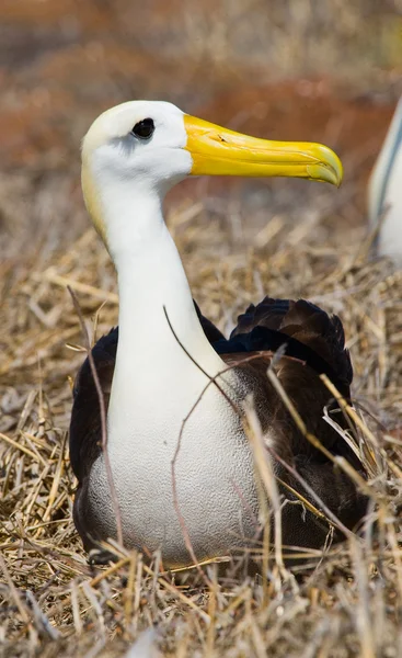 Waved Albatross on the Galapagos Islands — Stock Photo, Image