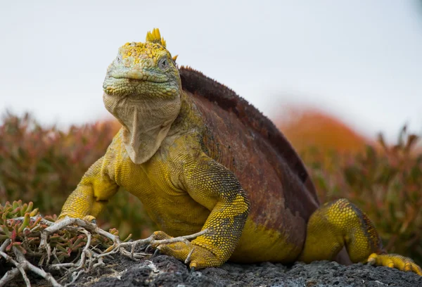 Land Iguana on Galapagos Islands — Stock Photo, Image