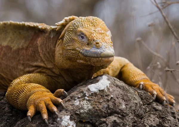 Portrait of a land iguana — Stock Photo, Image