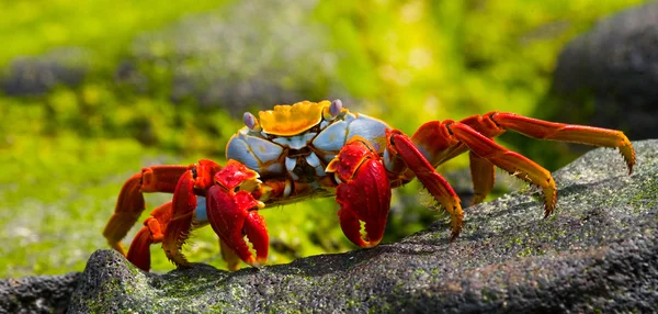 Crabe des pieds légers Sally — Photo