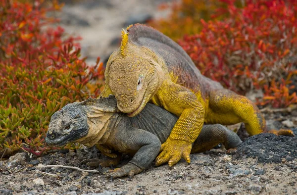 Arazi Iguana Galapagos Adaları — Stok fotoğraf
